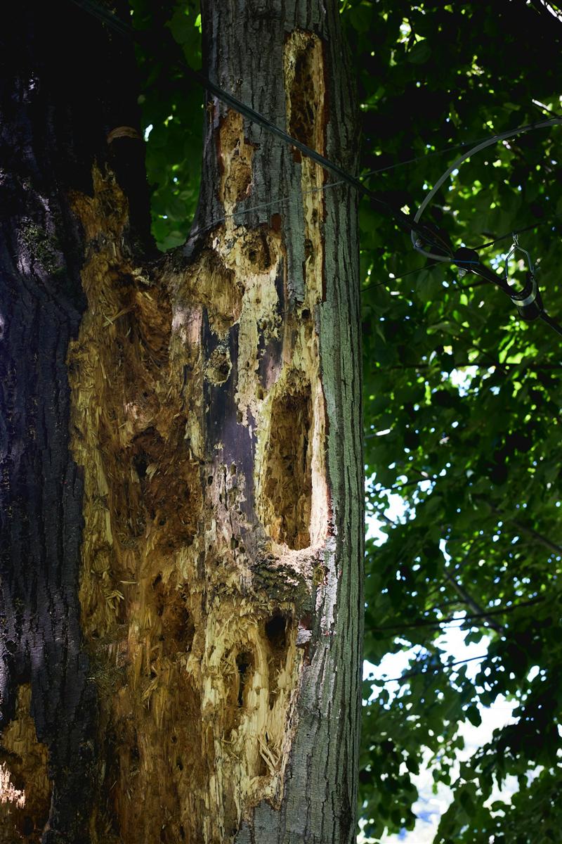 Galerías de termitas en una pieza de madera