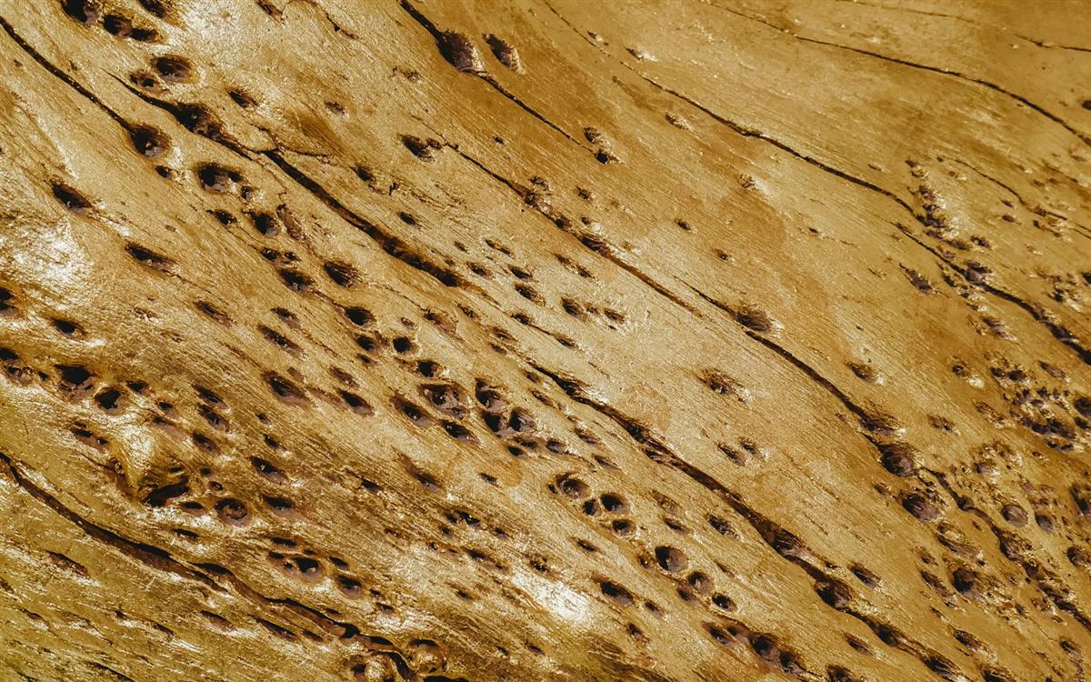 Aplicación de protector sobre vigas de madera